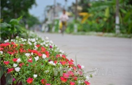 Những con đường hoa ở làng quê Nam Định đẹp như mơ